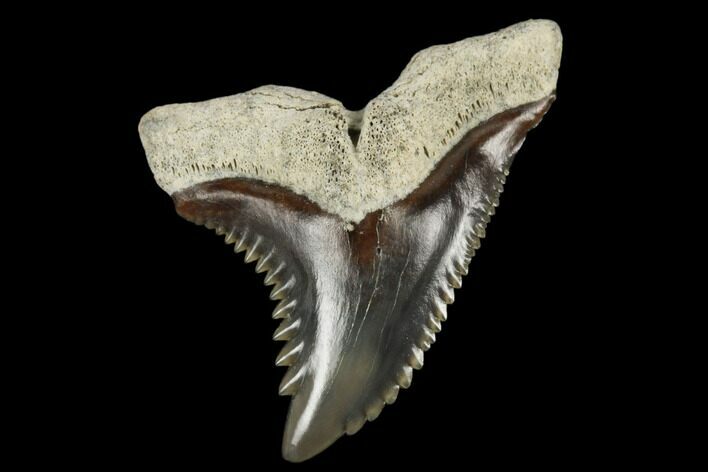 Snaggletooth Shark (Hemipristis) Tooth - Aurora, NC #180157